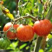 گیاه گوجه فرنگی تیگارلا