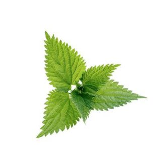 گزنه