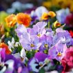 گل های بنفشه الوان