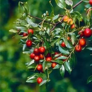 عناب تازه