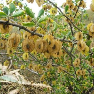 قیچ (بابال) روی درخت