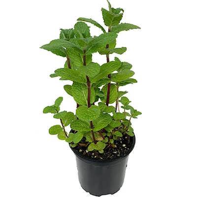 نعنا آمریکایی نعنا آمریکایی
