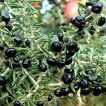میوه گوجه بری سیاه