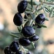 میوه گوجه بری سیاه روی درخت