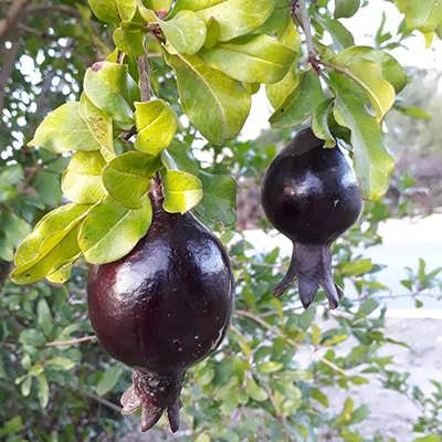 انار سیاه انار سیاه