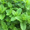 نعنا انگلیسی (اسپیرمینت) تازه