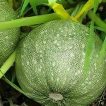 کدو توپی سبز تیره روی خاک