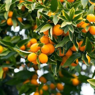 کامکوات روی درخت