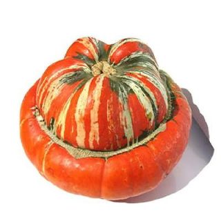 کدو تنبل توربن ها