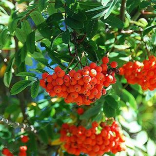 میوه روآن بری