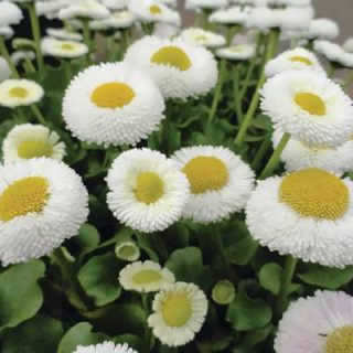 گل های مینا پاکوتاه سفید