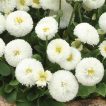 گل های مینا پاکوتاه سفید ارگاننیک