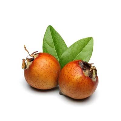 ازگیل جنگلی ازگیل جنگلی