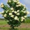 گل یاس هلندی روی درخت