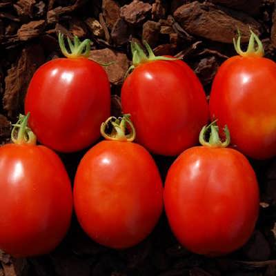 گوجه فرنگی لیمویی قرمز گوجه فرنگی لیمویی قرمز