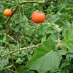 گیاه سولانوم کپسیکویدس