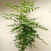 بونسای درخت تلخه بیان از نمای نزدیک