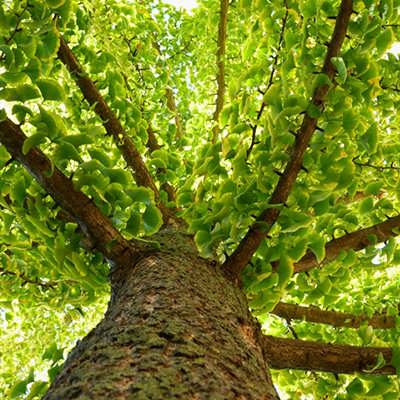 جینکو از نمای پیان به بالا جینکو از نمای پیان به بالا