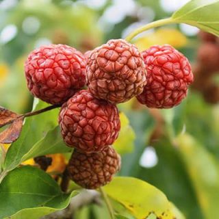 میوه درختچه توت پاییزه چینی