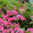 گل پیچ اشک عروس ارگانیک