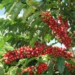 میوه درخت قهوه عربی روی درخت