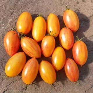 گوجه زیتونی بلاش برداشت شده