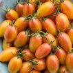 گوجه زیتونی بلاش ارگانیک