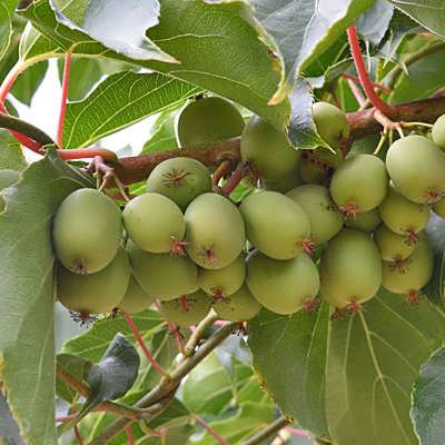 کیوی هاردی کیوی هاردی