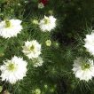 بذر گل میکرو گرین سیاهدانه ارگانیک