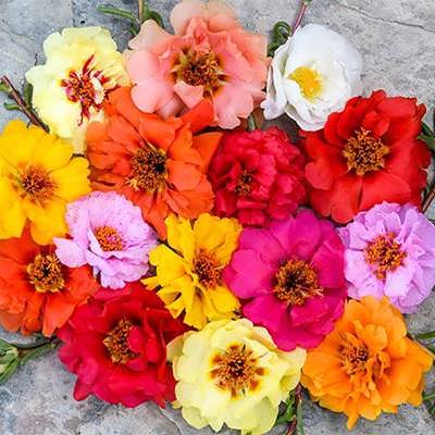 گل های ناز فرانسوی الوان گل های ناز فرانسوی الوان
