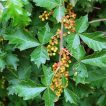 نانابری ارگانیک