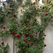 رز رونده قرمز روی دیوار
