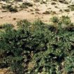 گیاه گون گزی