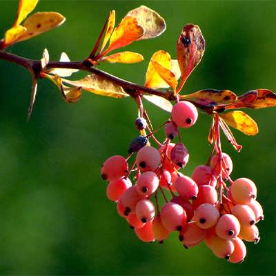 زرشک وحشی زرشک وحشی