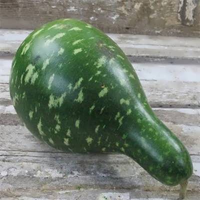 کدو اردکی سبز کدو اردکی سبز