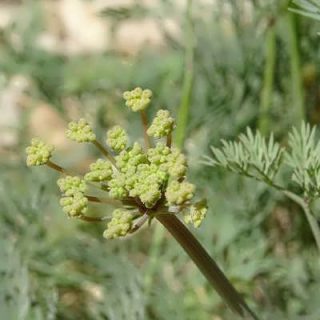 مشکک