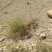 مشکک در خاک