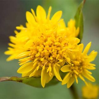علف طلايی