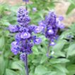 مریم گلی گل آبی