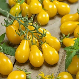 گوجه چری زیتونی زرد تازه