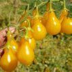 گوجه چری زیتونی زرد