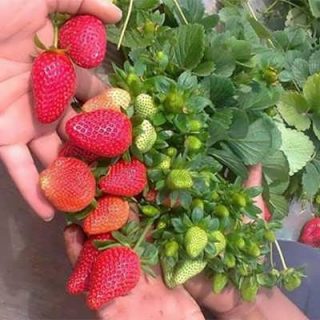 توت فرنگی کاماروسا در دست