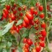 گیاه گوجه فرنگی خوشه ای داترینو