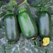 کدو سبز تیره بیضی برداشت شده