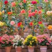 گل های بگونیا میکس