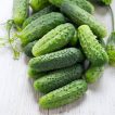 خیار ترشی شمالی ارگانیک تازه