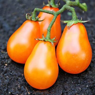 گوجه گلابی نارنجی گوجه گلابی نارنجی