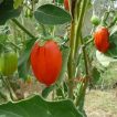 گیاه بادمجان قرمز