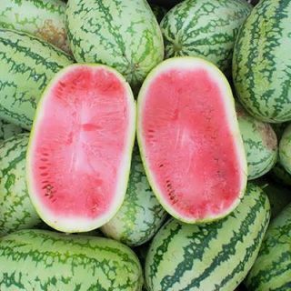 هندوانه آر اس ۵۷