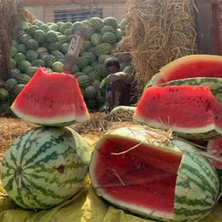 هندوانه آر اس ۵۷ برش خورده